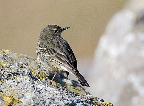 rock pipit