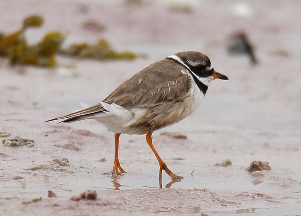 ringed plover