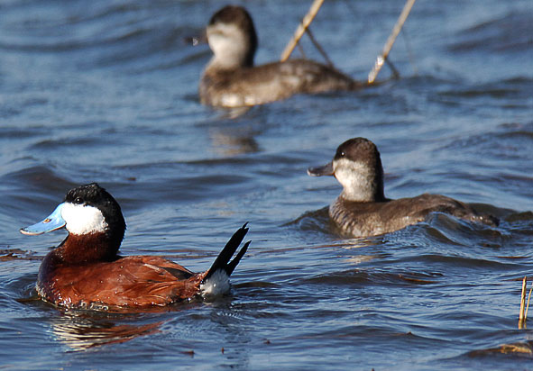 ruddy ducks