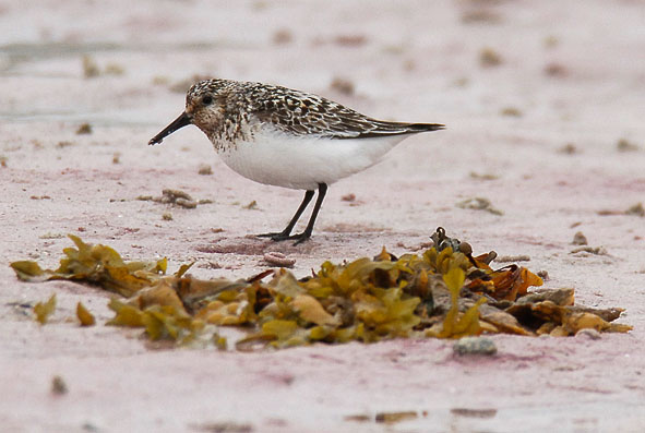 sanderling