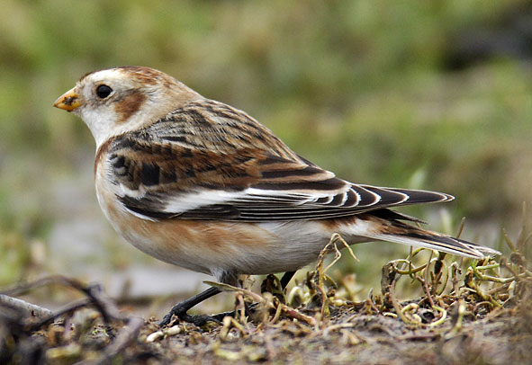 snow bunting