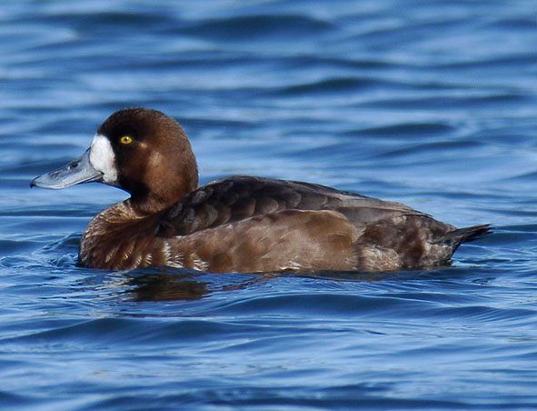 scaup