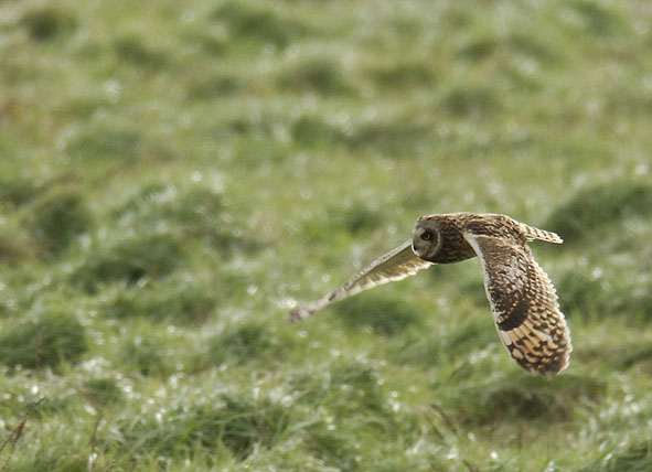 short-eared owl