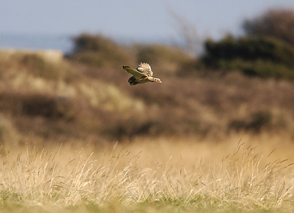 short-eared owl