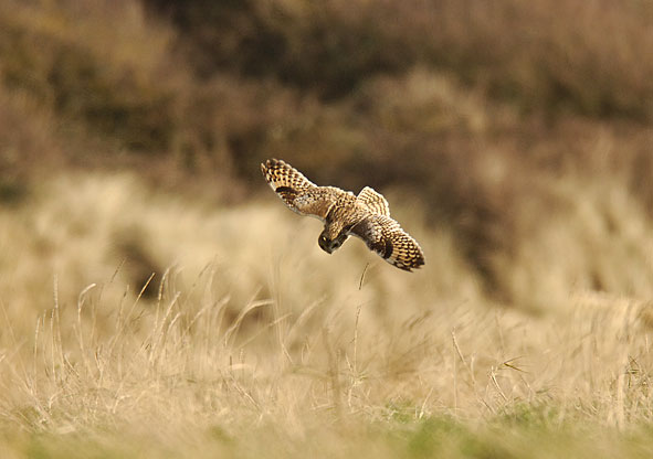 short-eared owl