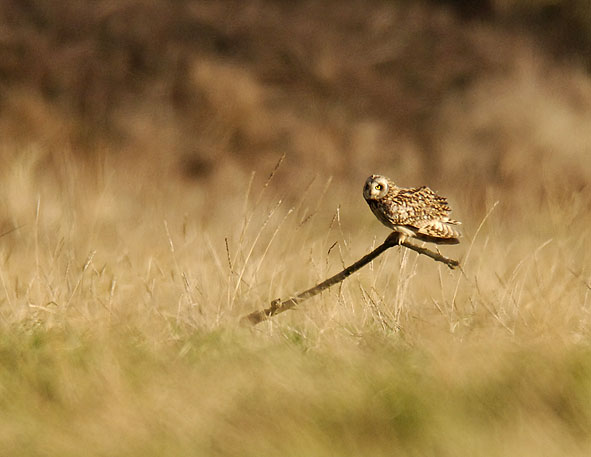short-eared owl