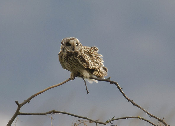 short-eared owl
