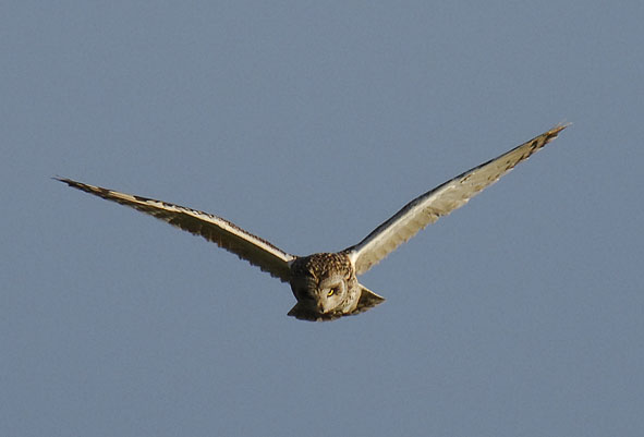 short-eared owl