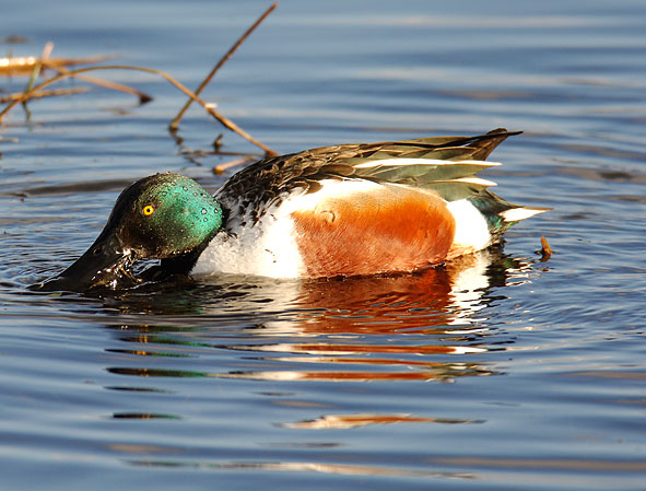 shoveler