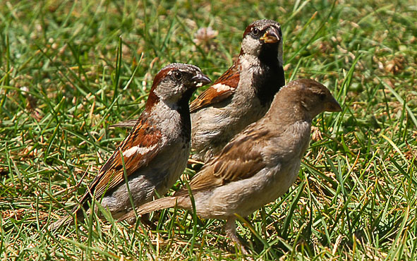 House sparrows