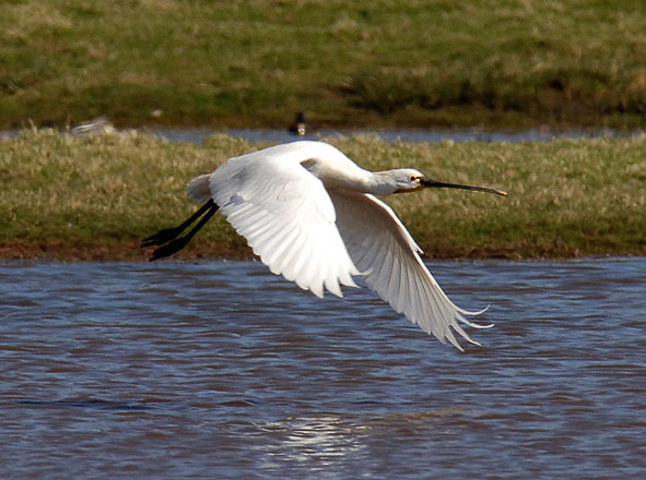 spoonbill