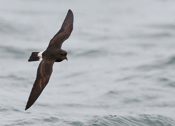 storm petrel