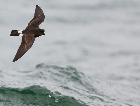 storm petrel