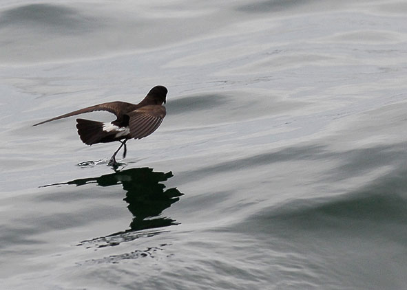 storm petrel