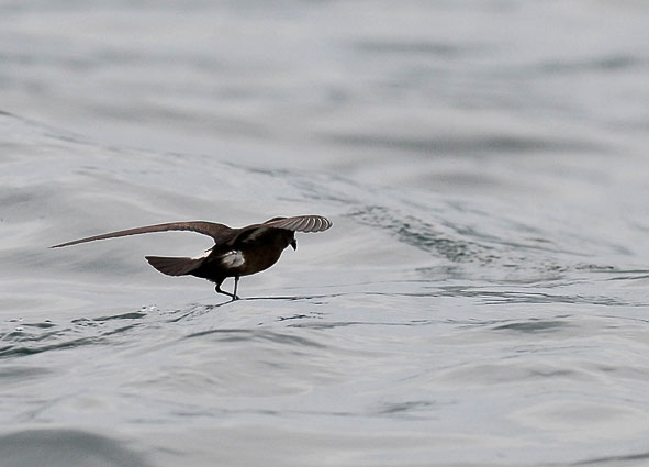 storm petrel