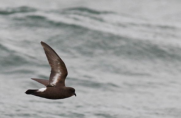 storm petrel