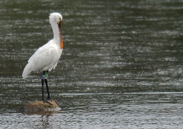 spoonbill