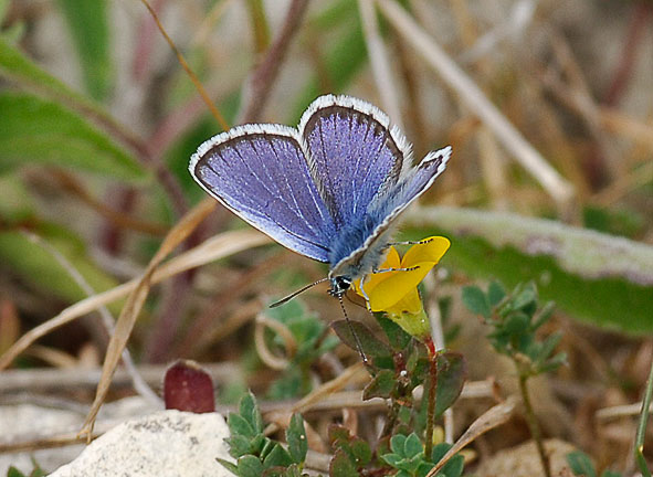 silver-studded blue