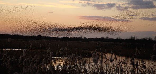 starling roost