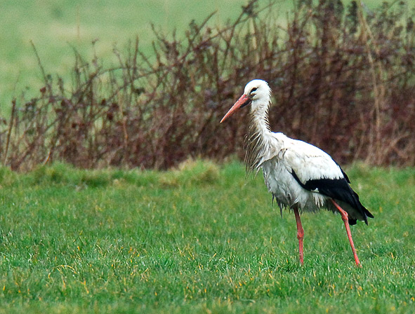 white stork