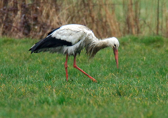white stork