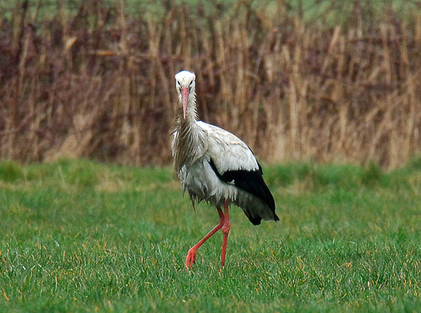 white stork