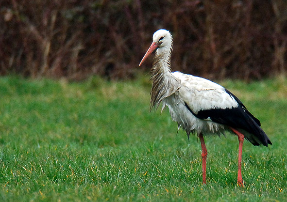 white stork