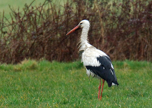 white stork