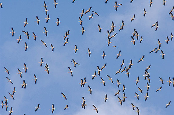 white storks