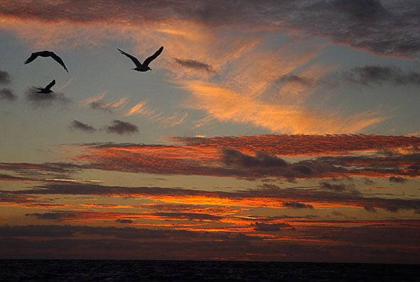 Sunset and gulls