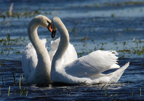 mute swans