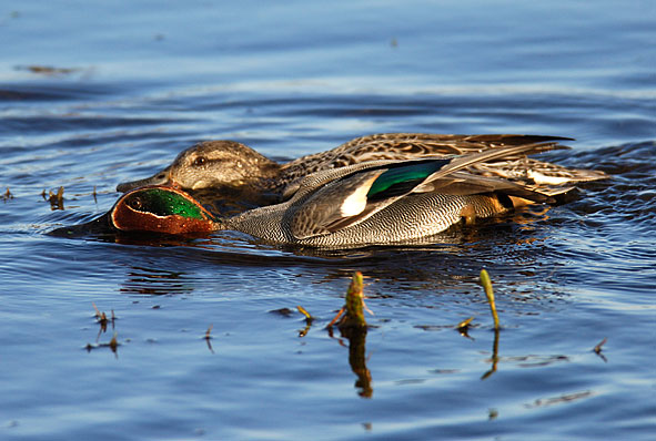 displaying teal
