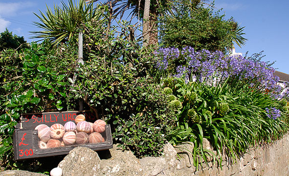 Sea urchins and agapanthus