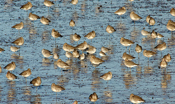 black-tailed godwits, knot and dunlin