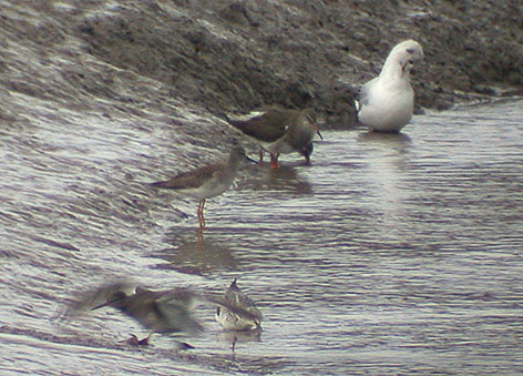 lesser yellowlegs