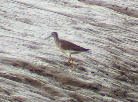 lesser yellowlegs