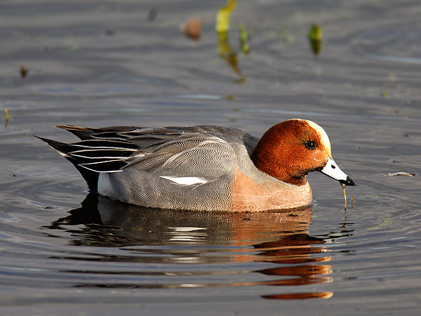 wigeon