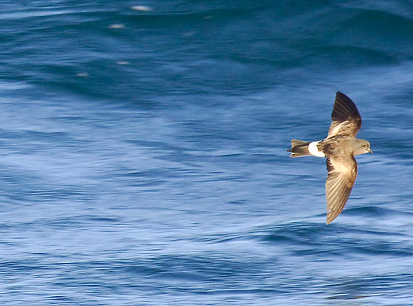 Wilson's petrel