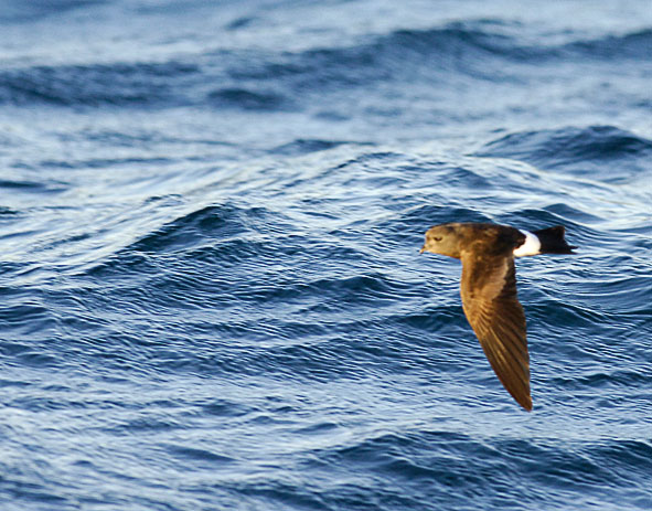 Wilson's petrel