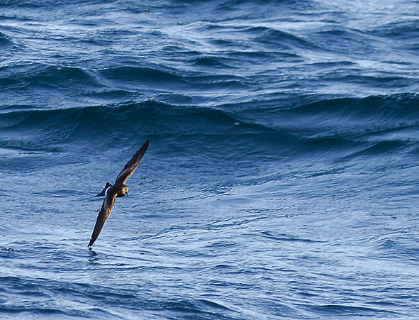 Wilson's petrel