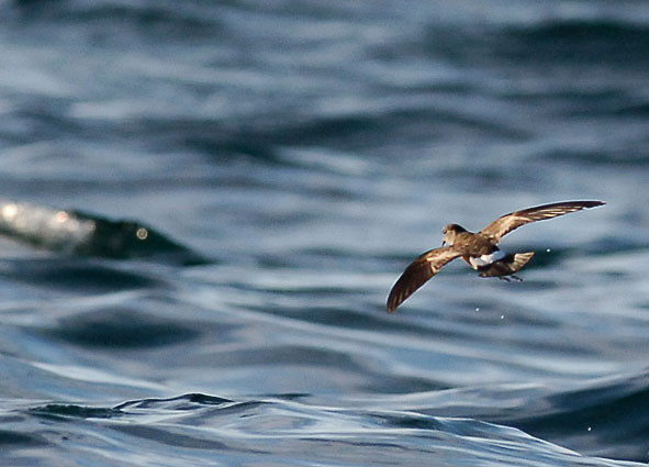 Wilson's petrel