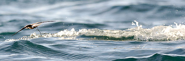 Wilson's petrel