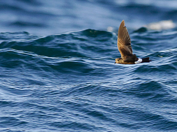 Wilson's petrel