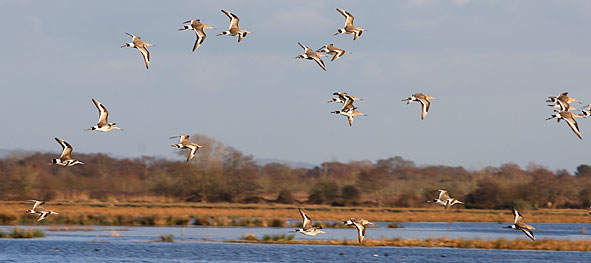 black-tailed godwits