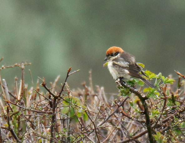 Woodchat shrike