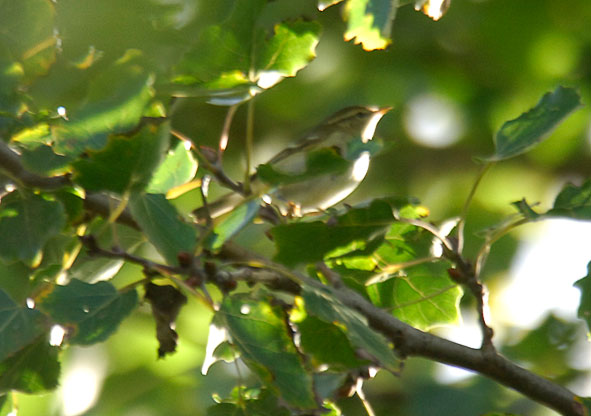 yellow-browed warbler