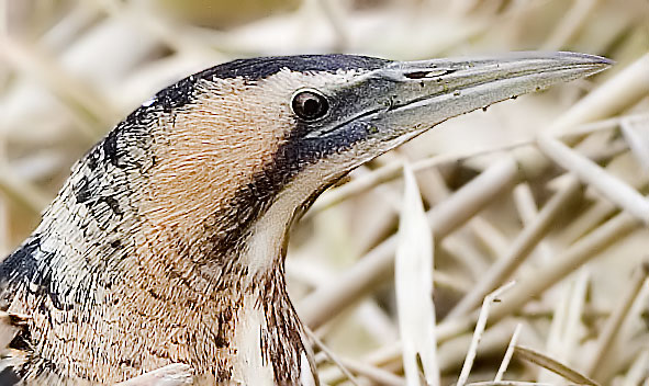 bittern