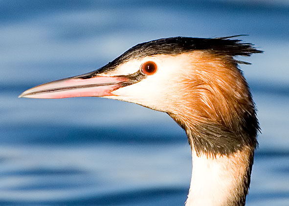 great crested grebe