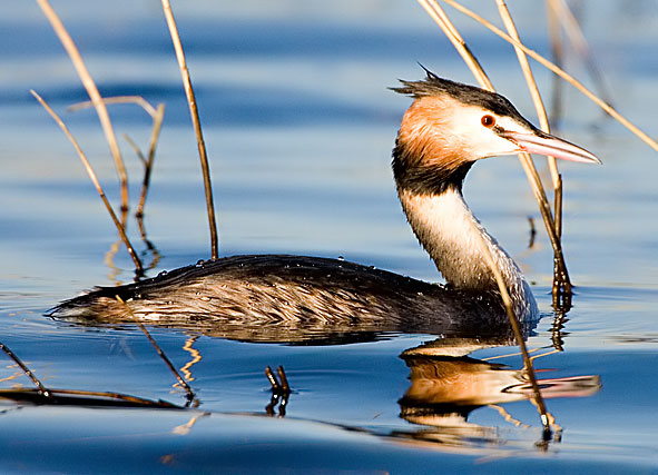 great crested grebe