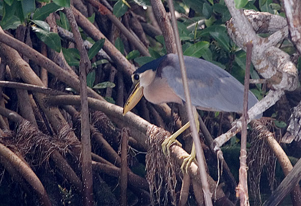 boat-billed heron